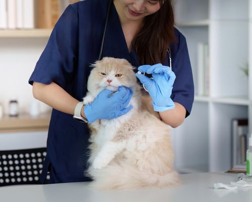 Agendamento Online para Veterinário